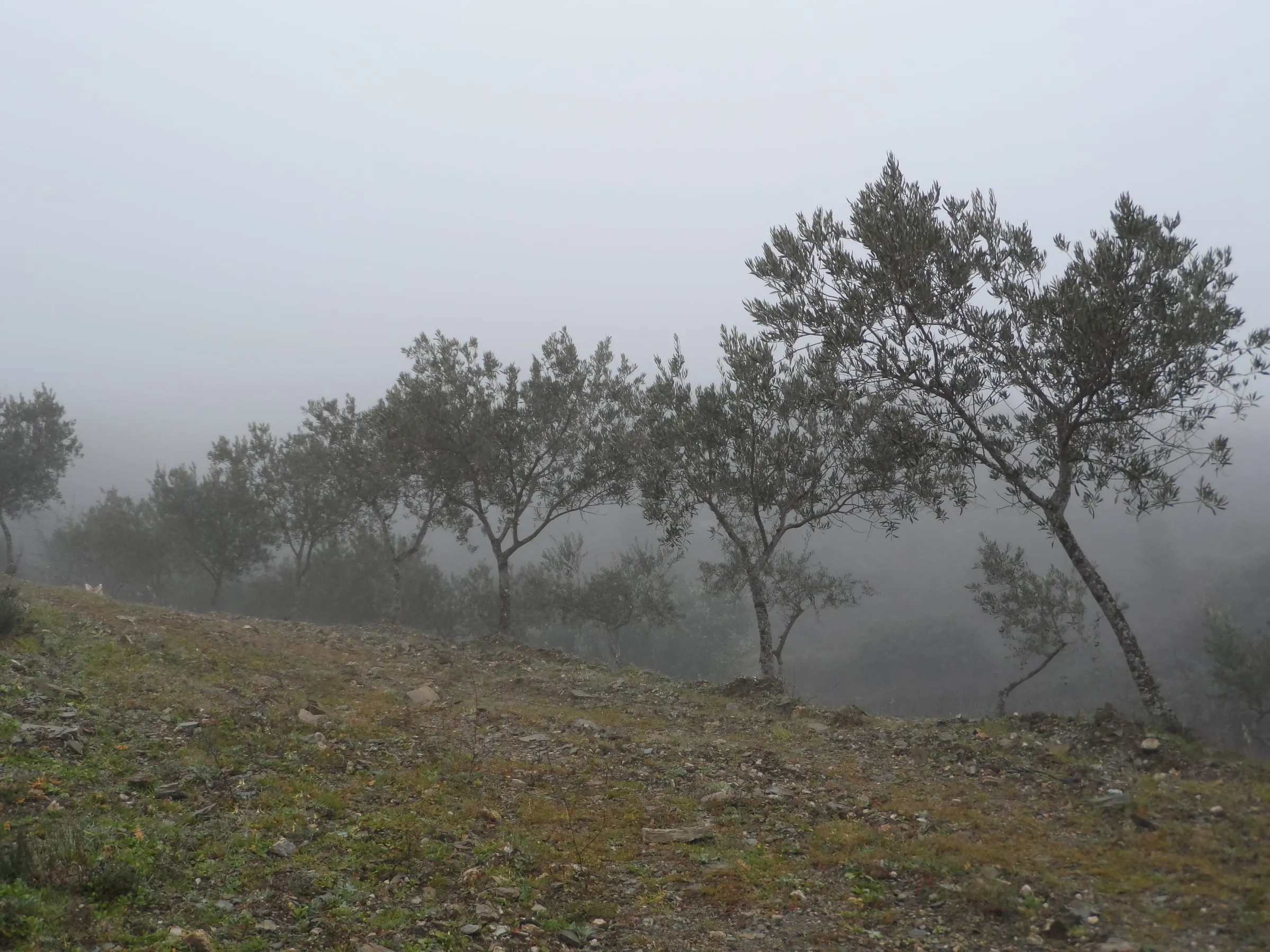 Olijfbomen in de mist
