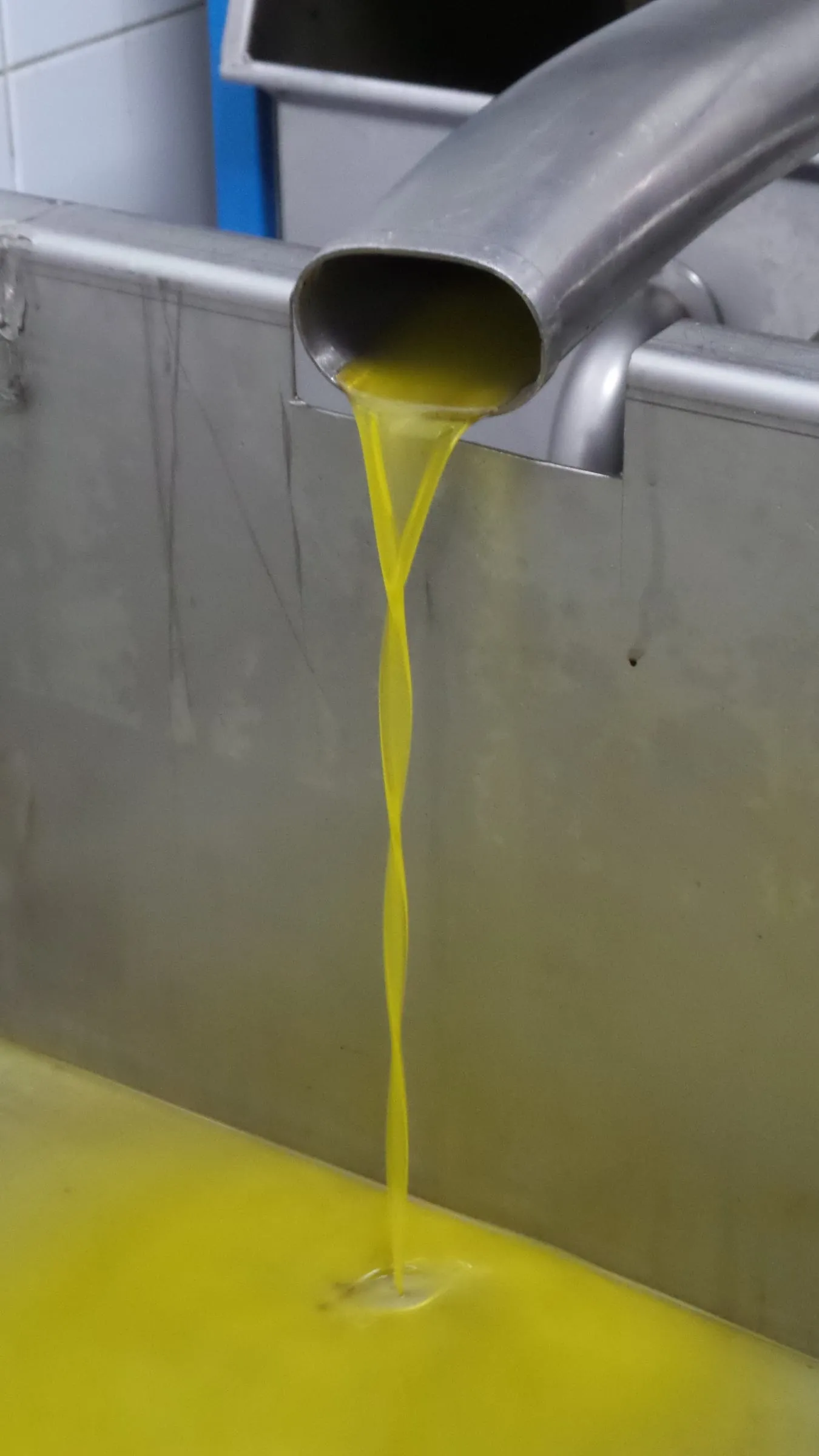 Verse MURO olijfolie stroomt goudgroen uit de pers